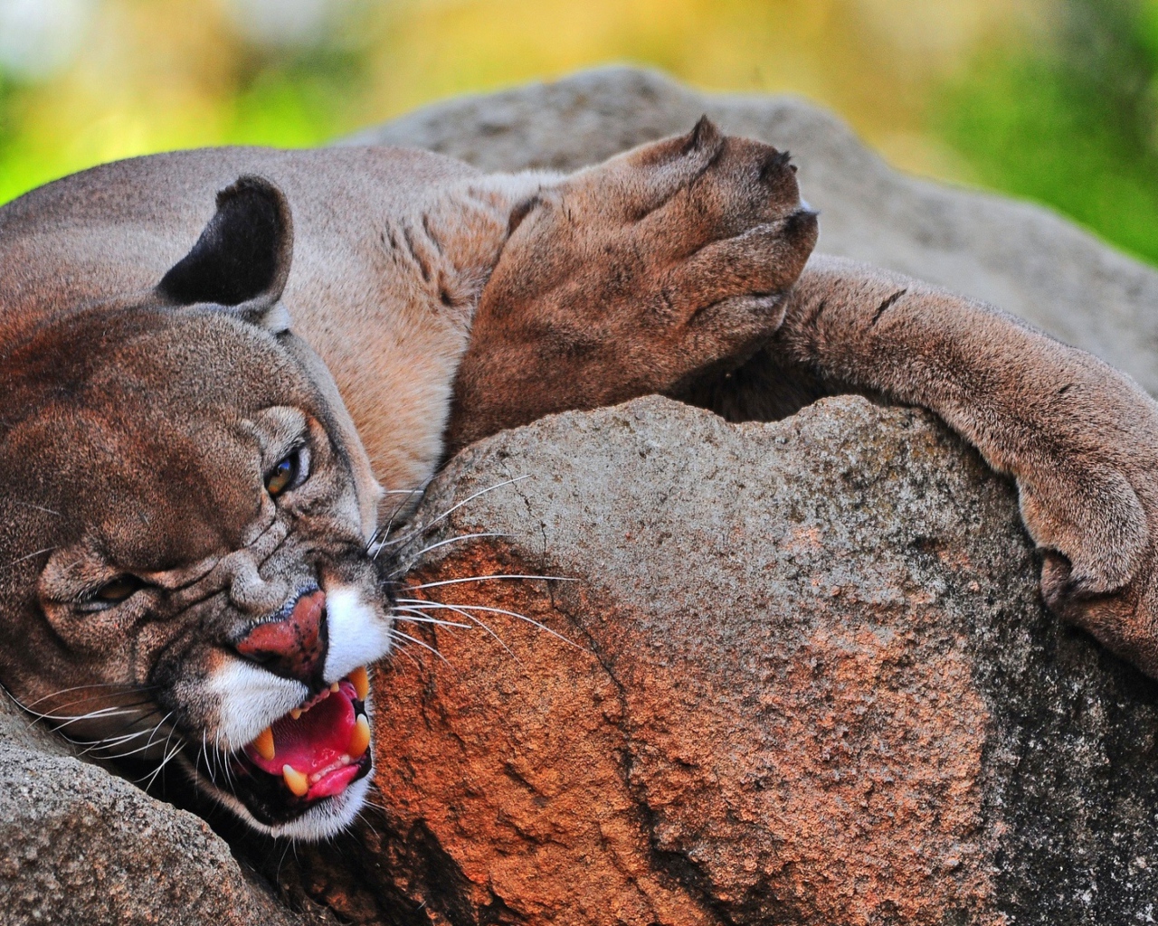 Грозная пума лежит на камне