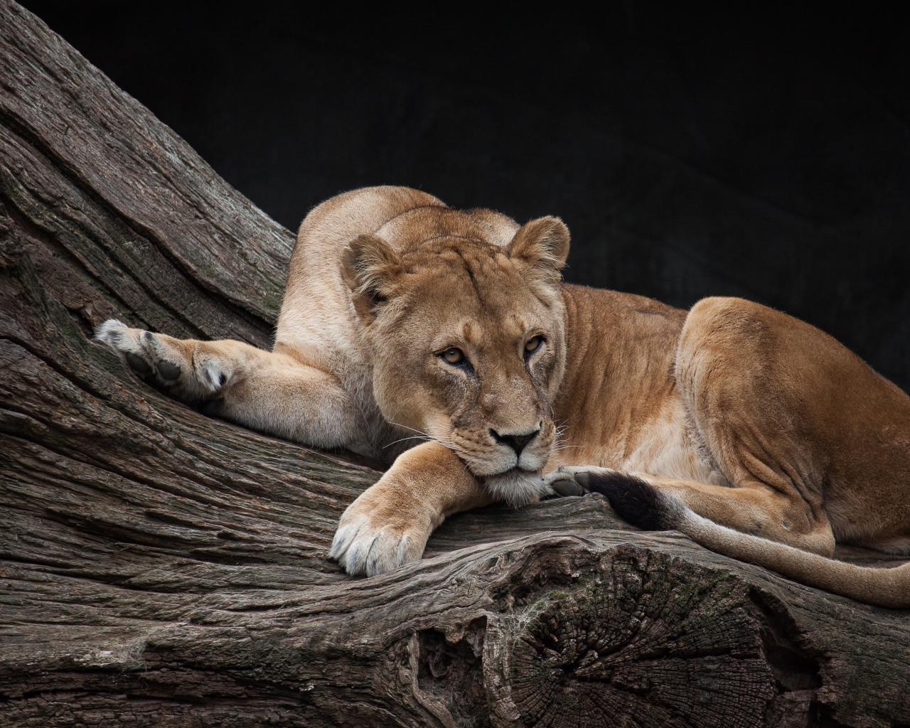 Большая львица лежит на сухом дереве в зоопарке