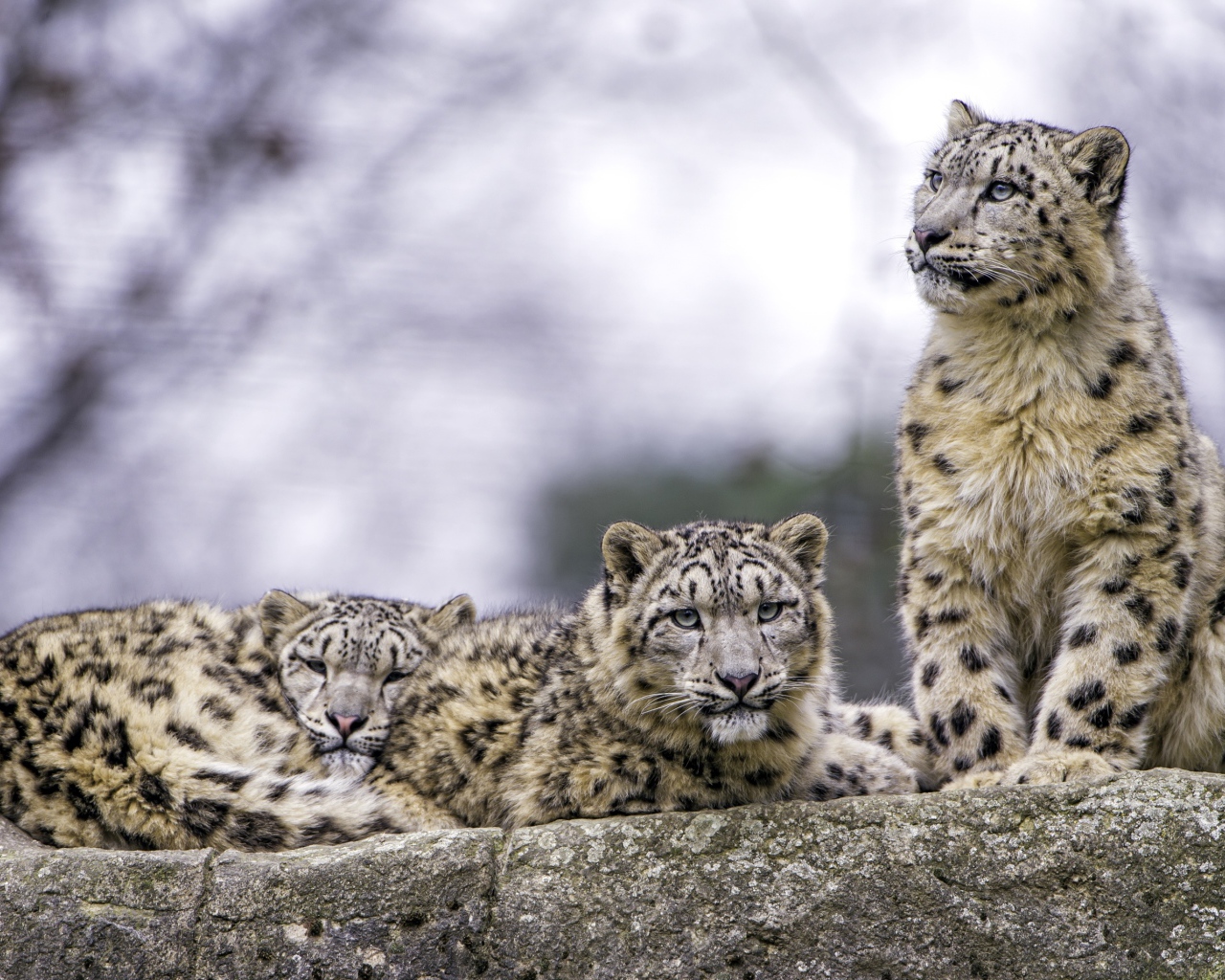 Семейство снежных барсов отдыхает на камне 