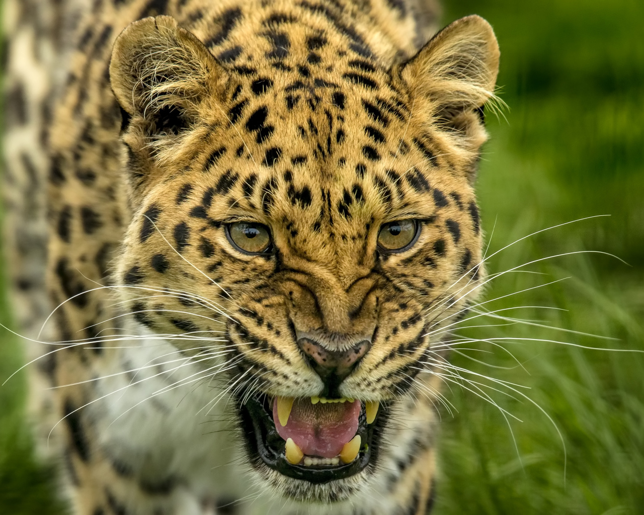 Свирепая морда пятнистого леопарда