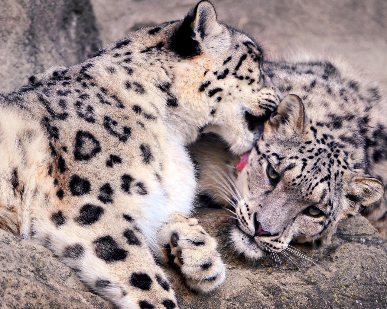 Нежная забота снежных барсов