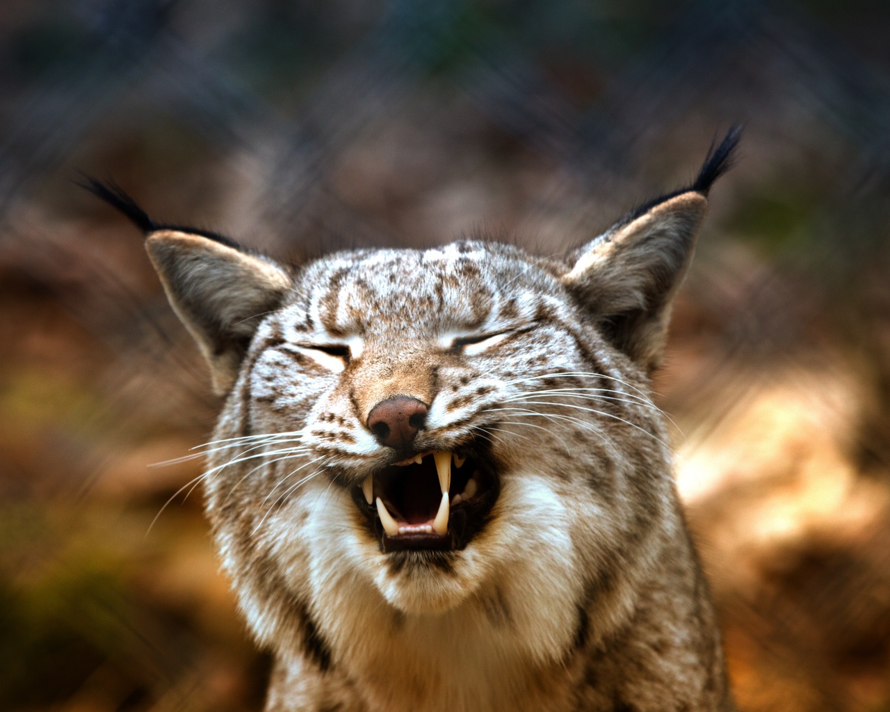 Оскал хищность рыси крупным планом