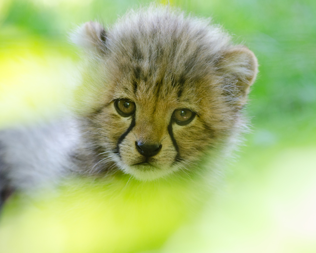 Грустная морда маленького леопарда