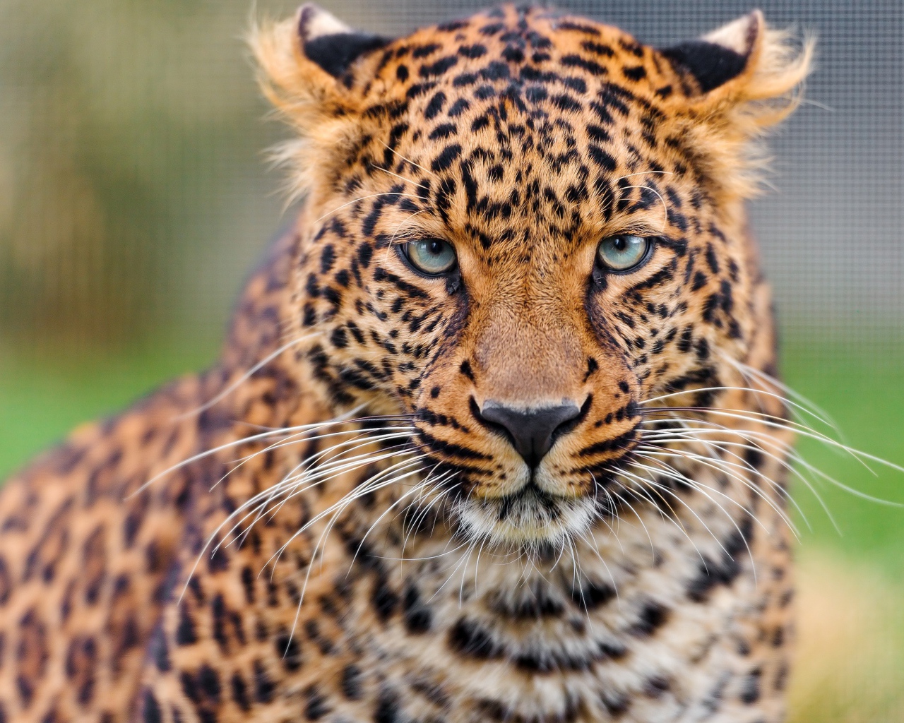 Задумчивая морда леопарда 