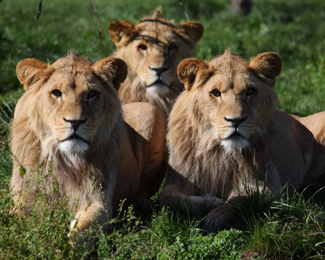 Три львицы лежат на зеленой траве