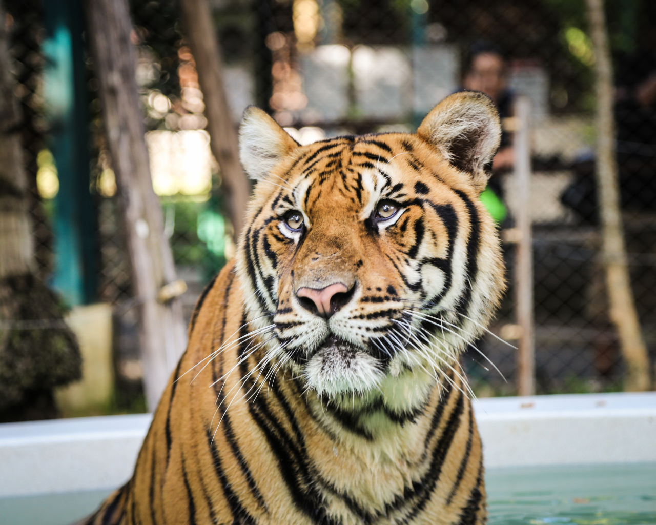 Тигр смотрит заинтересованным взглядом 