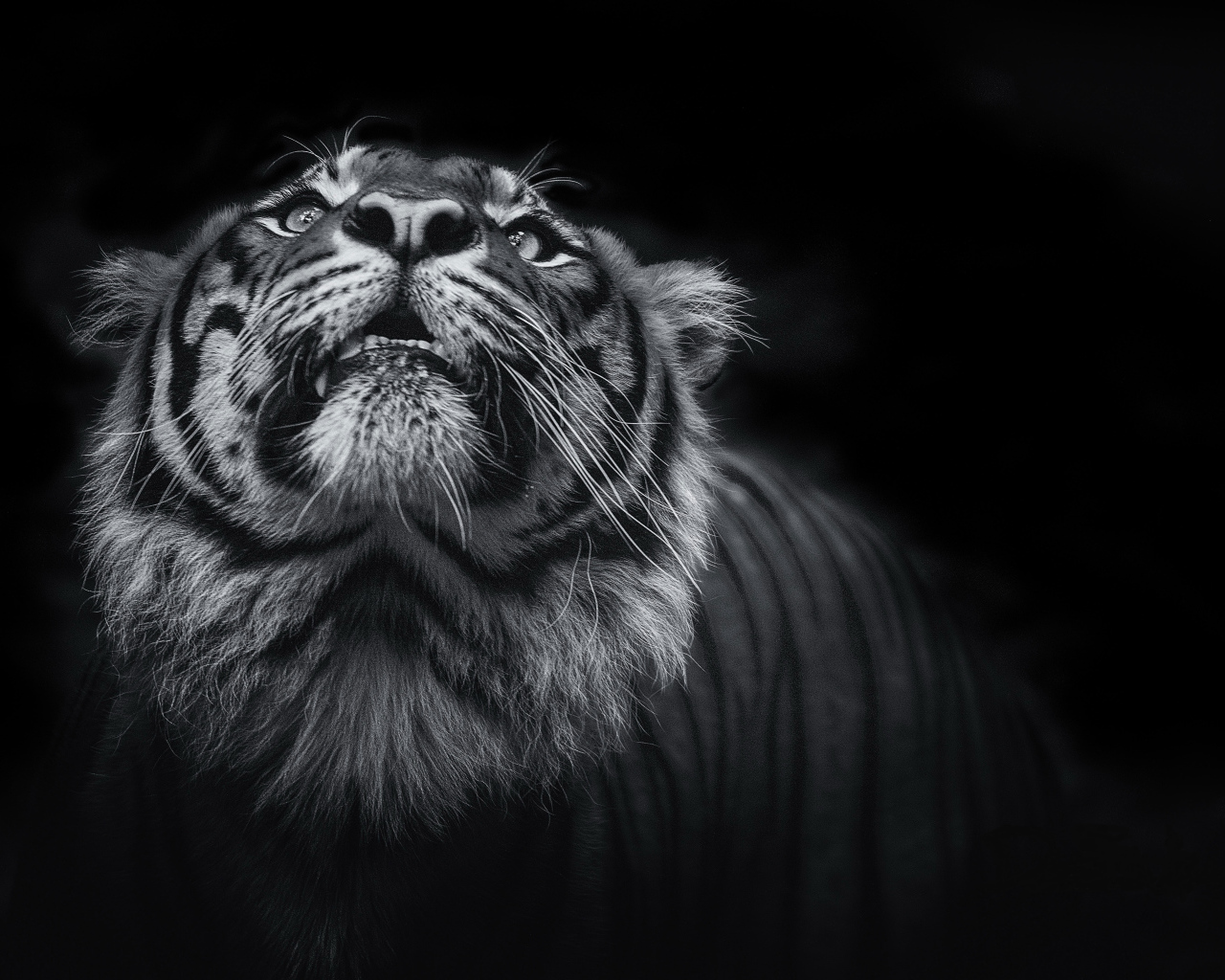 Тигр смотрит вверх  черно - белое фото