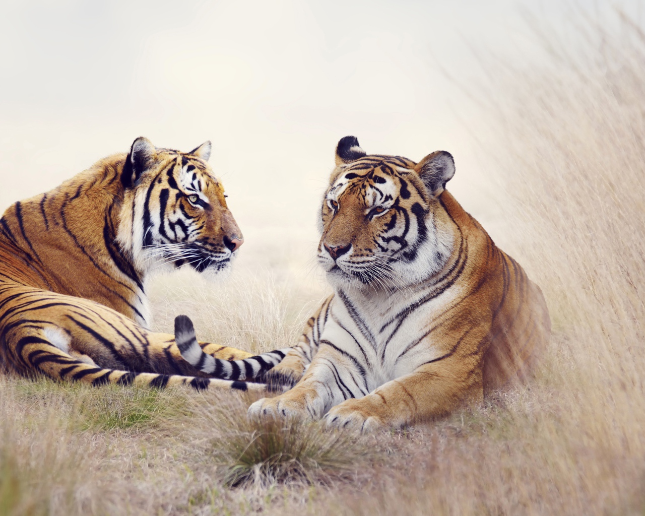 Пара тигров лежит на траве 