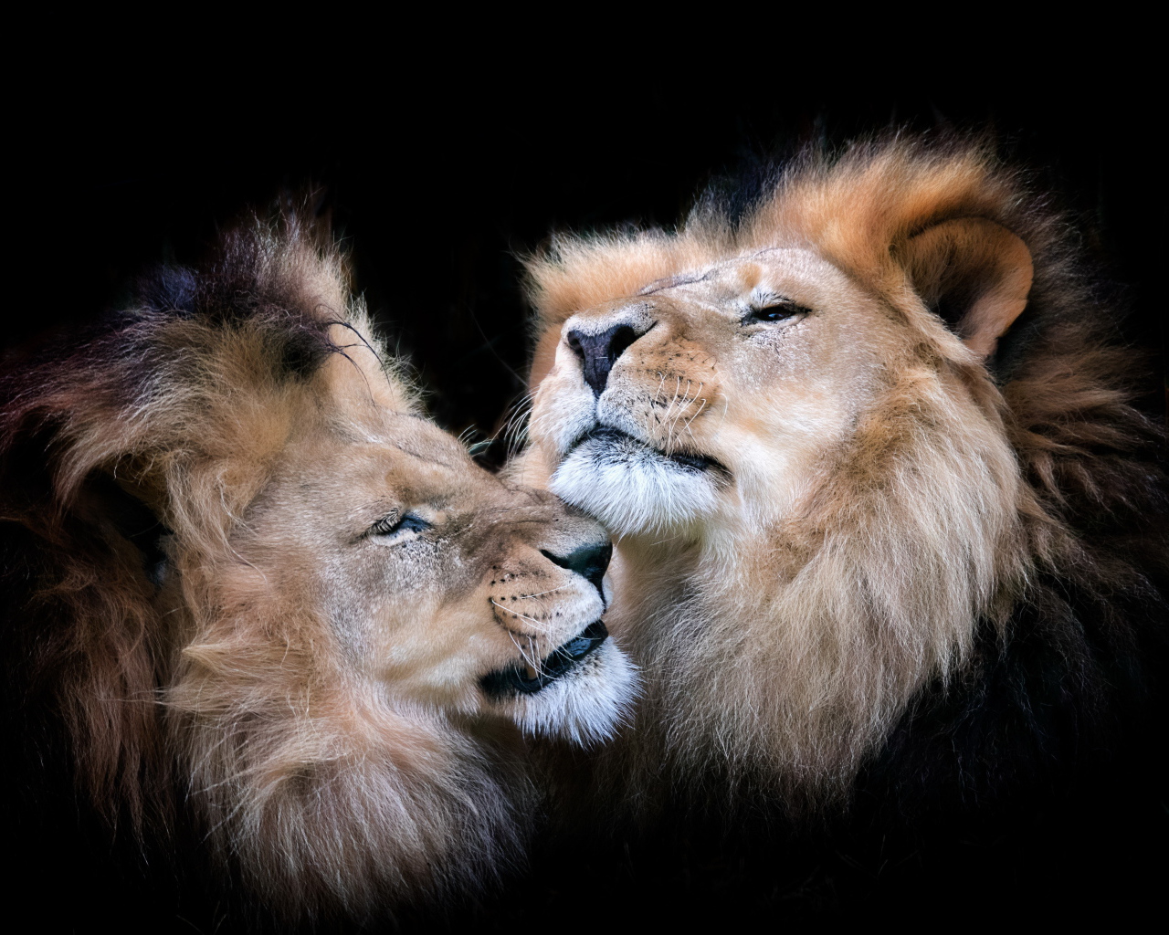 Две морды львов на черном фоне