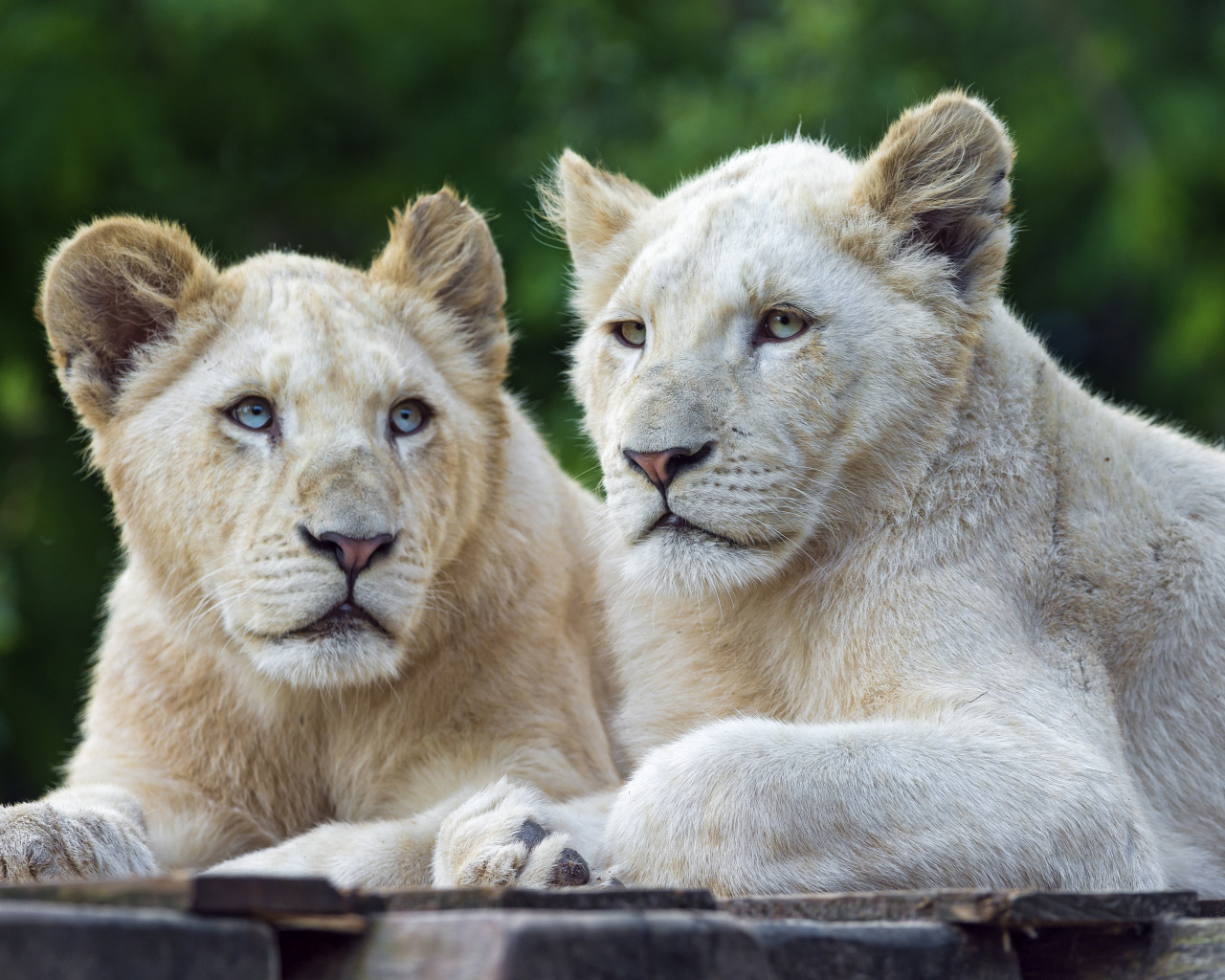 Две белых львицы с голубыми глазами 