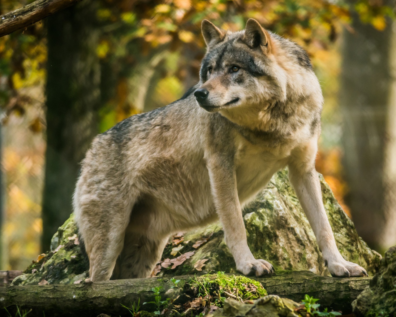 Большой волк в лесу стоит у камня 