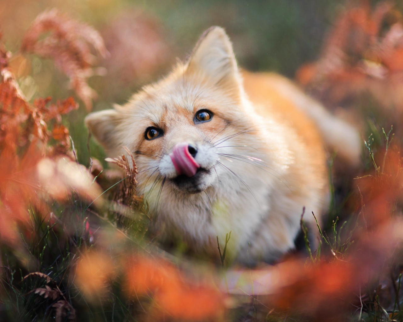 Забавная рыжая лиса с высунутым языком