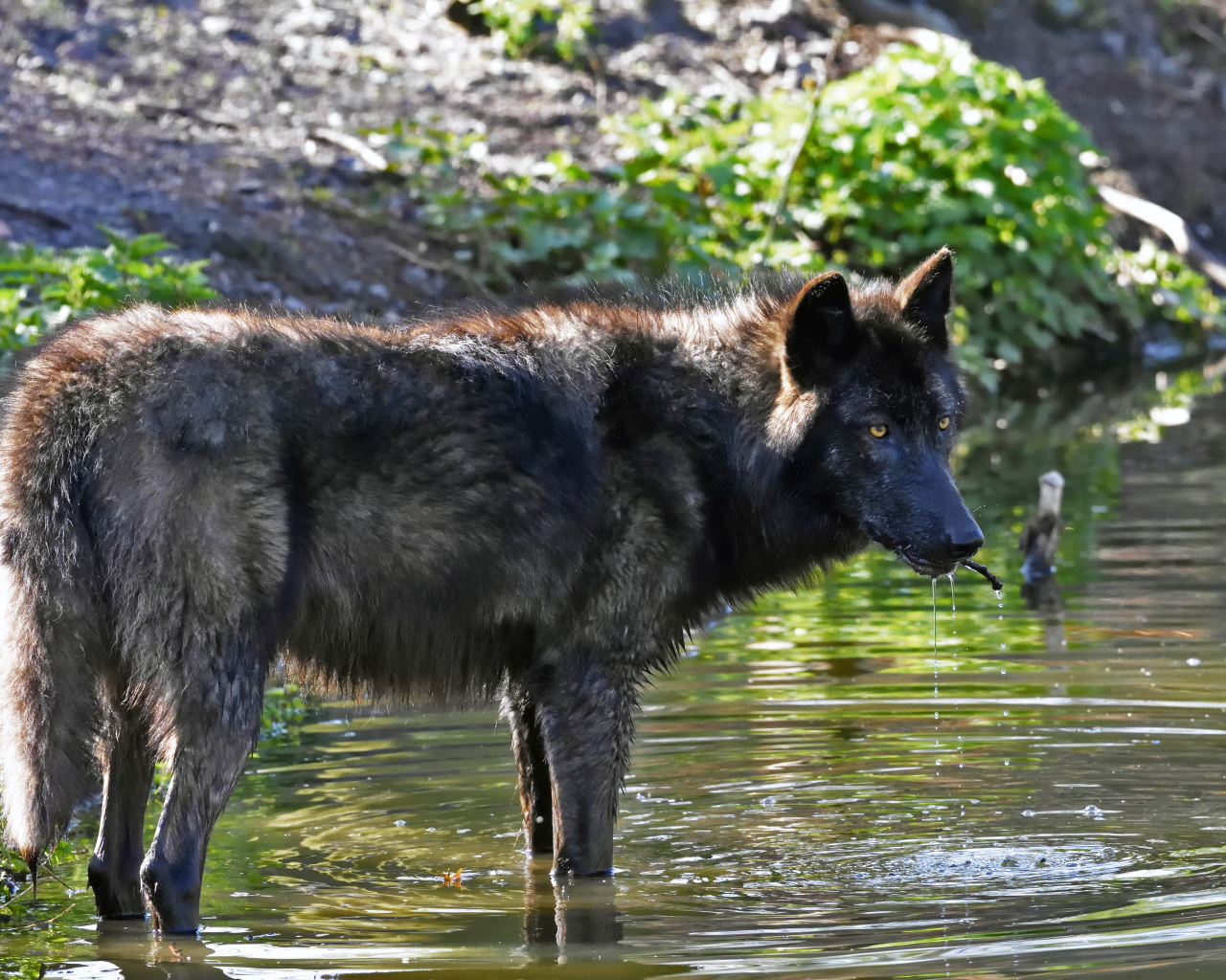 Большой черный волк стоит в воде