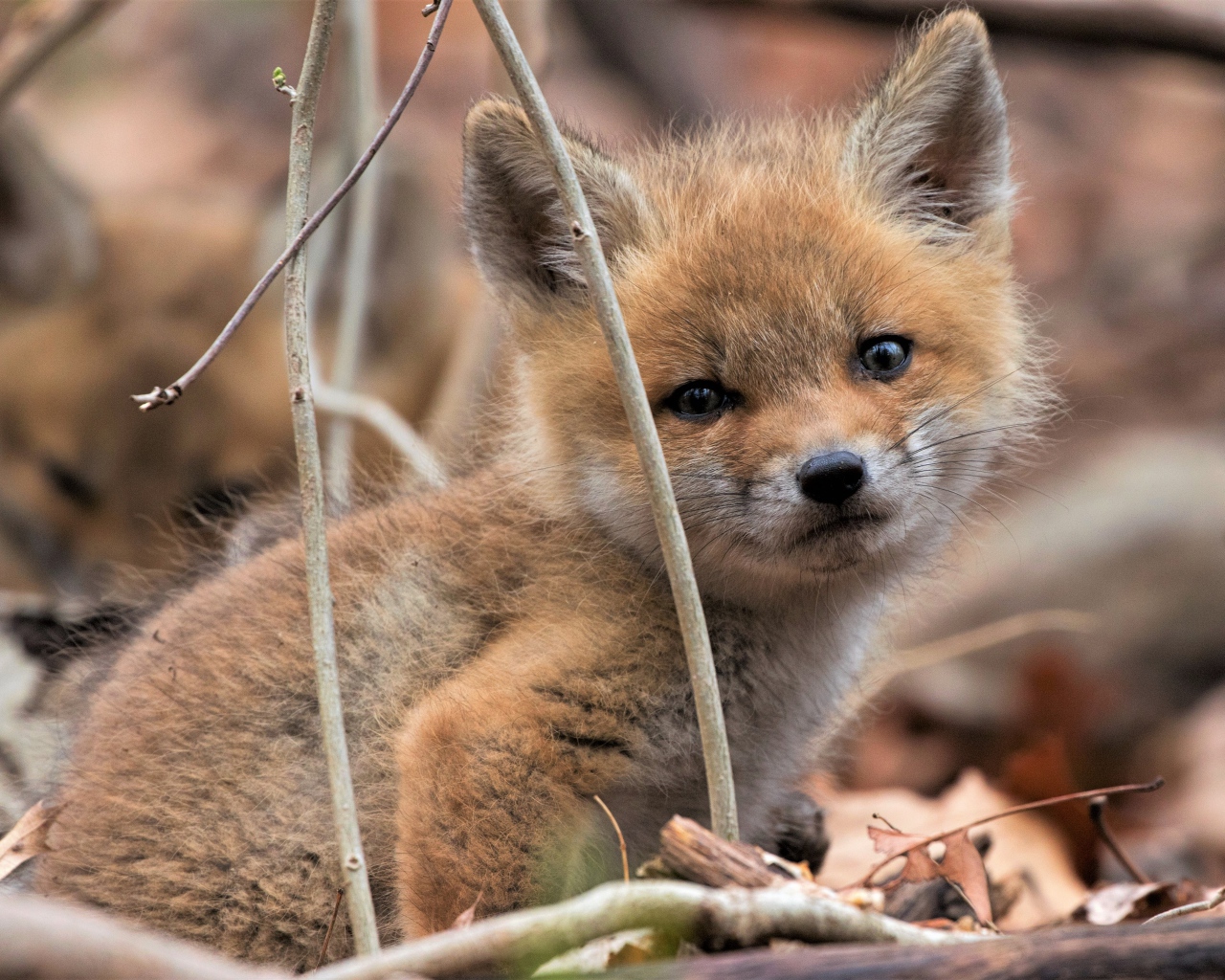 A small sad fox sits on dry foliage