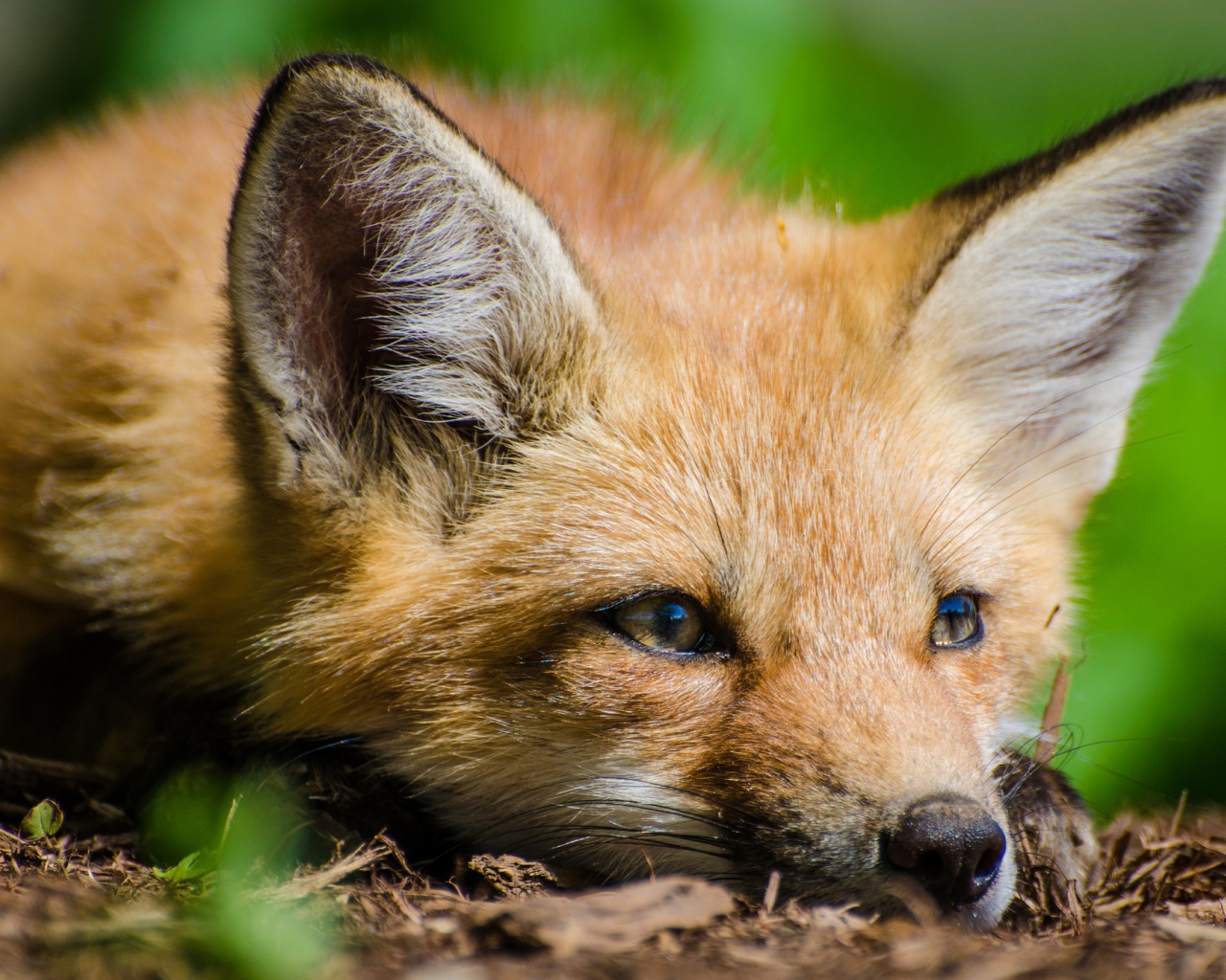 Лиса с грустной мордой лежит на сухой траве