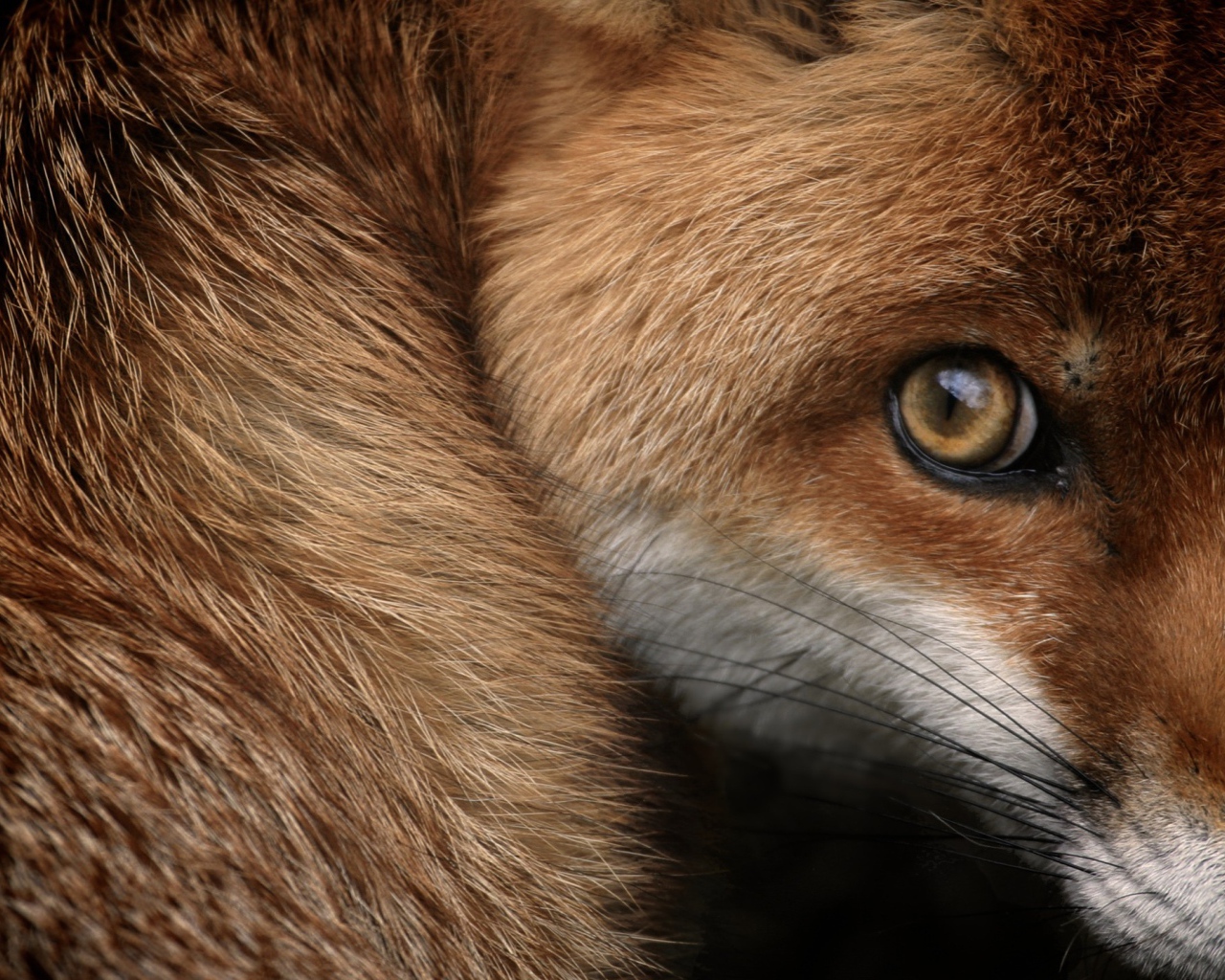 Испуганный взгляд рыжей лисы 