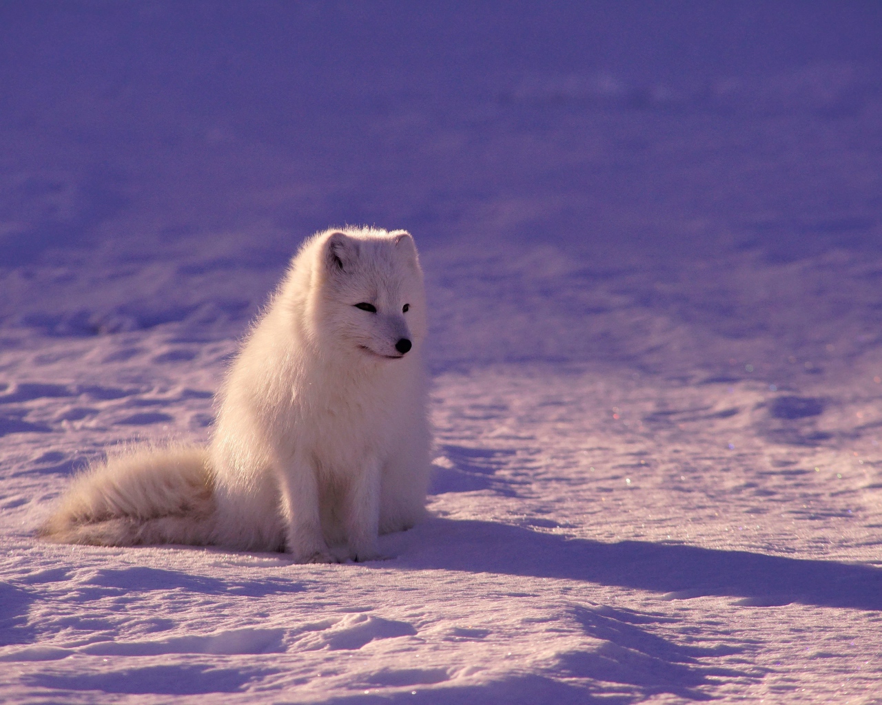 Грустный белый песец на снегу  