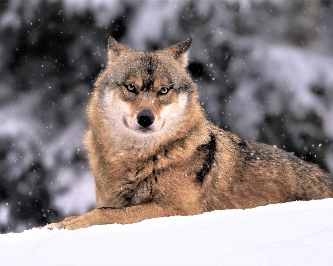Большой волк лежит на белом снегу