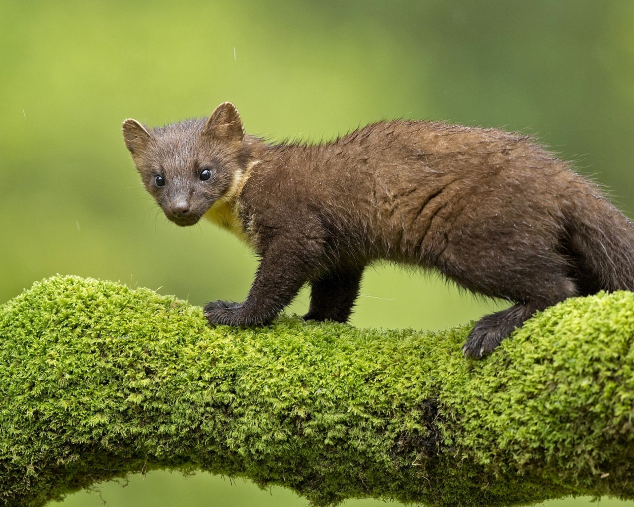 Куница стоит на покрытой мхом ветке дерева 