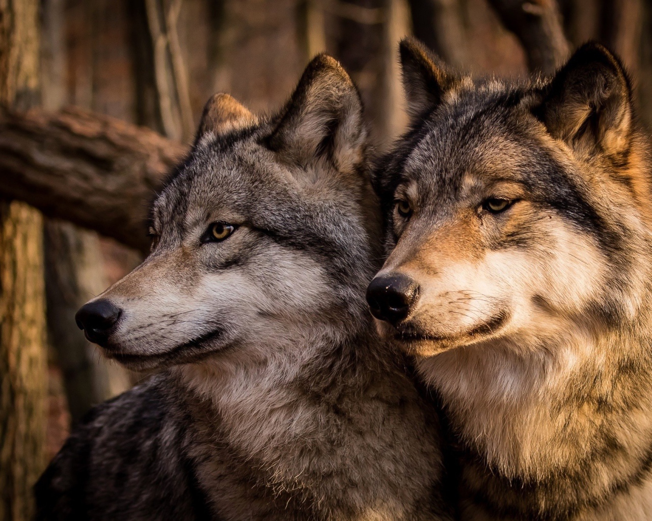 Два больших красивых серых волка