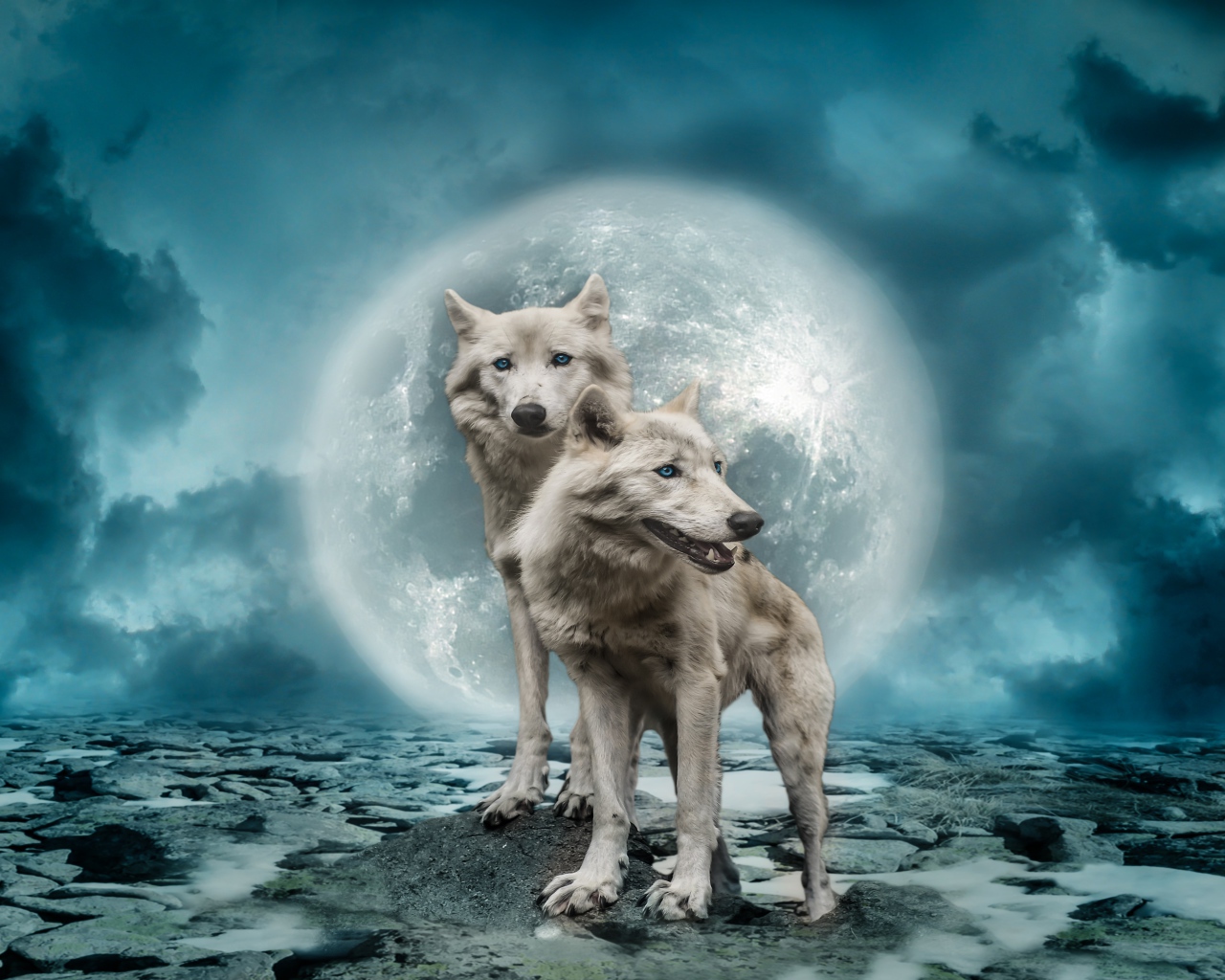 Два белых волка на фоне большой луны в небе