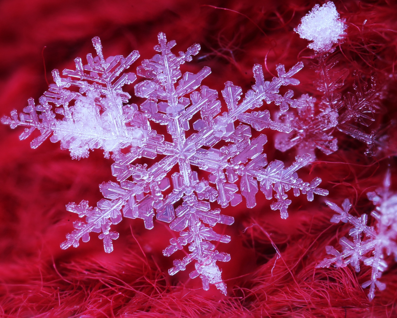 Beautiful white snowflake on a red background, macro shot