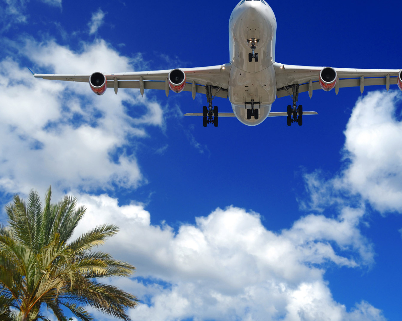 Лайнер Embraer пролетает над пальмами 