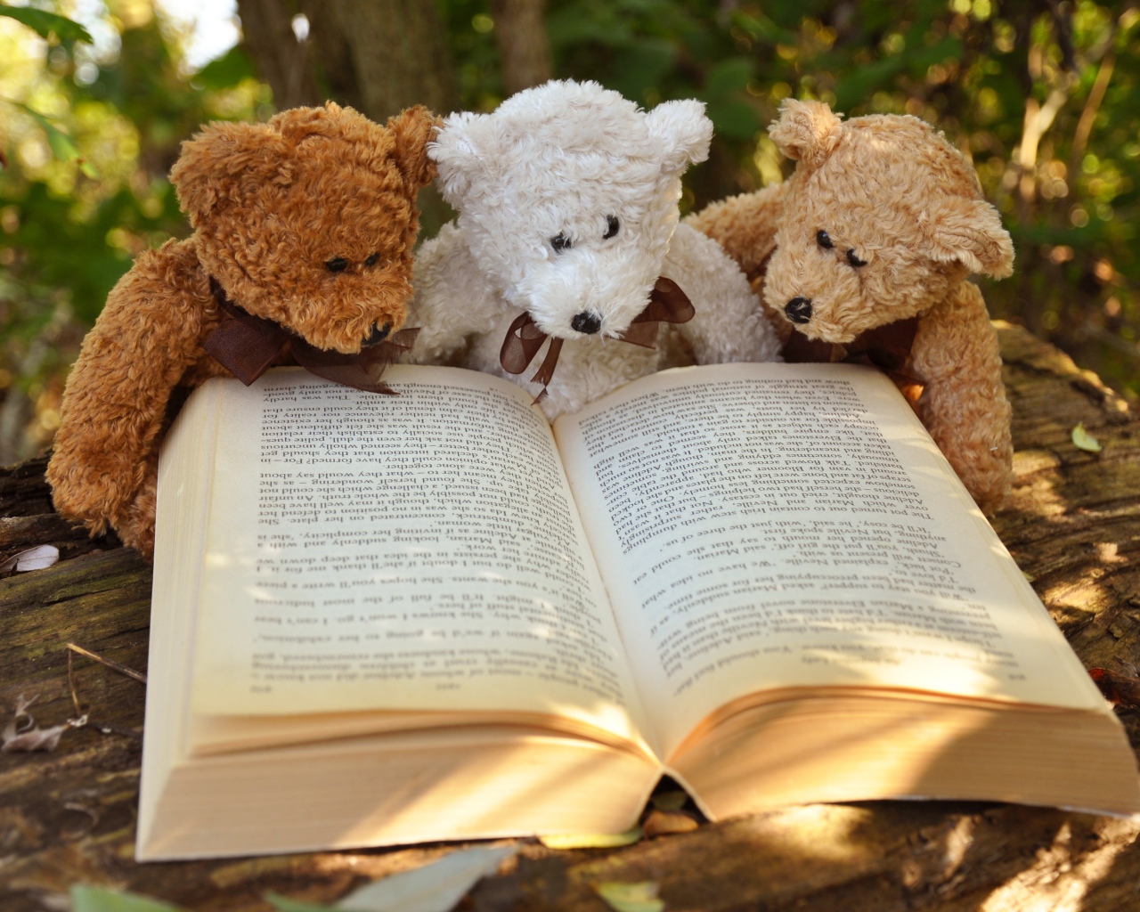 Три медвежонка Тедди читают книгу