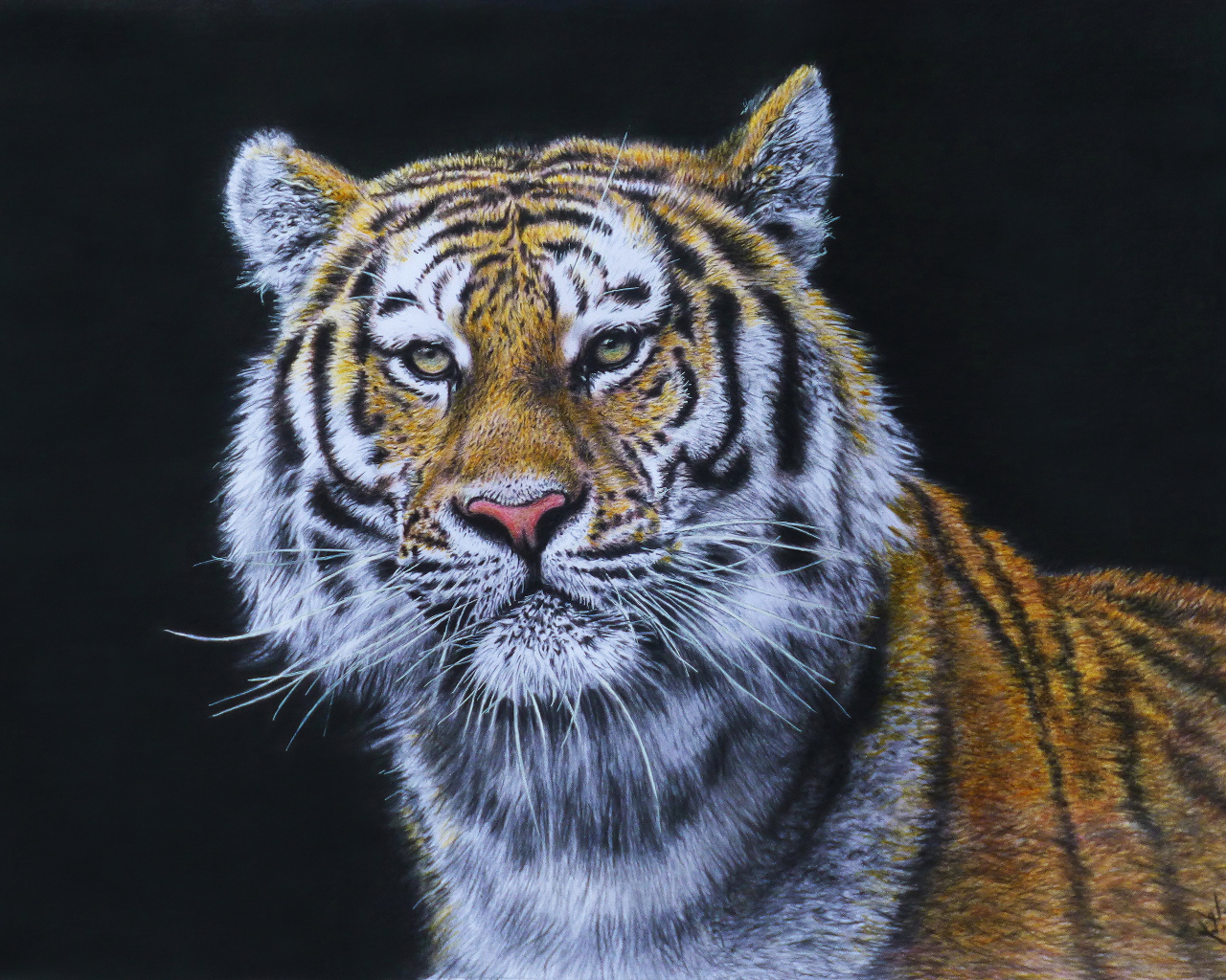 Красивый нарисованный тигр на черном фоне