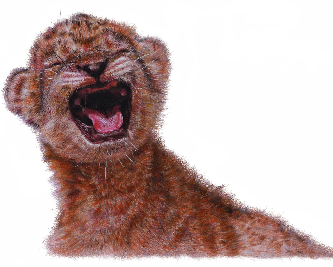 Нарисованный маленький львенок на белом фоне