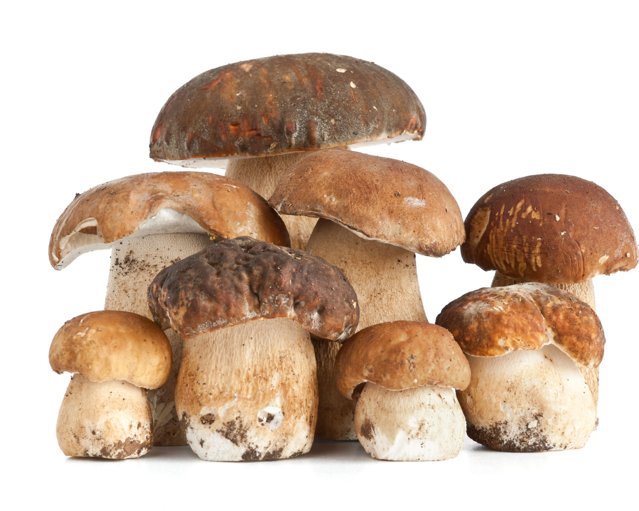 Много грибов на белом фоне крупным планом