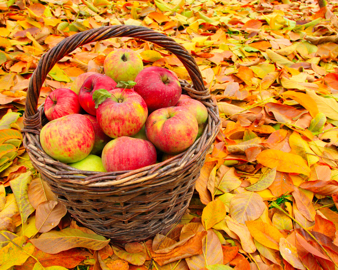 Корзина красивых красных яблок стоит на желтой опавшей листве осенью