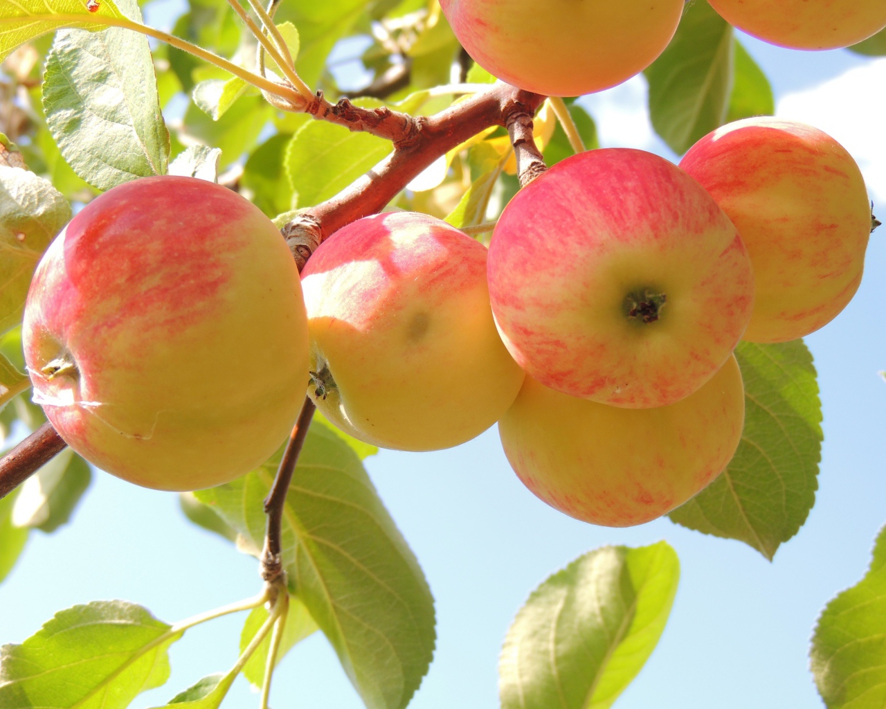 Красивые красные яблоки на ветке в саду