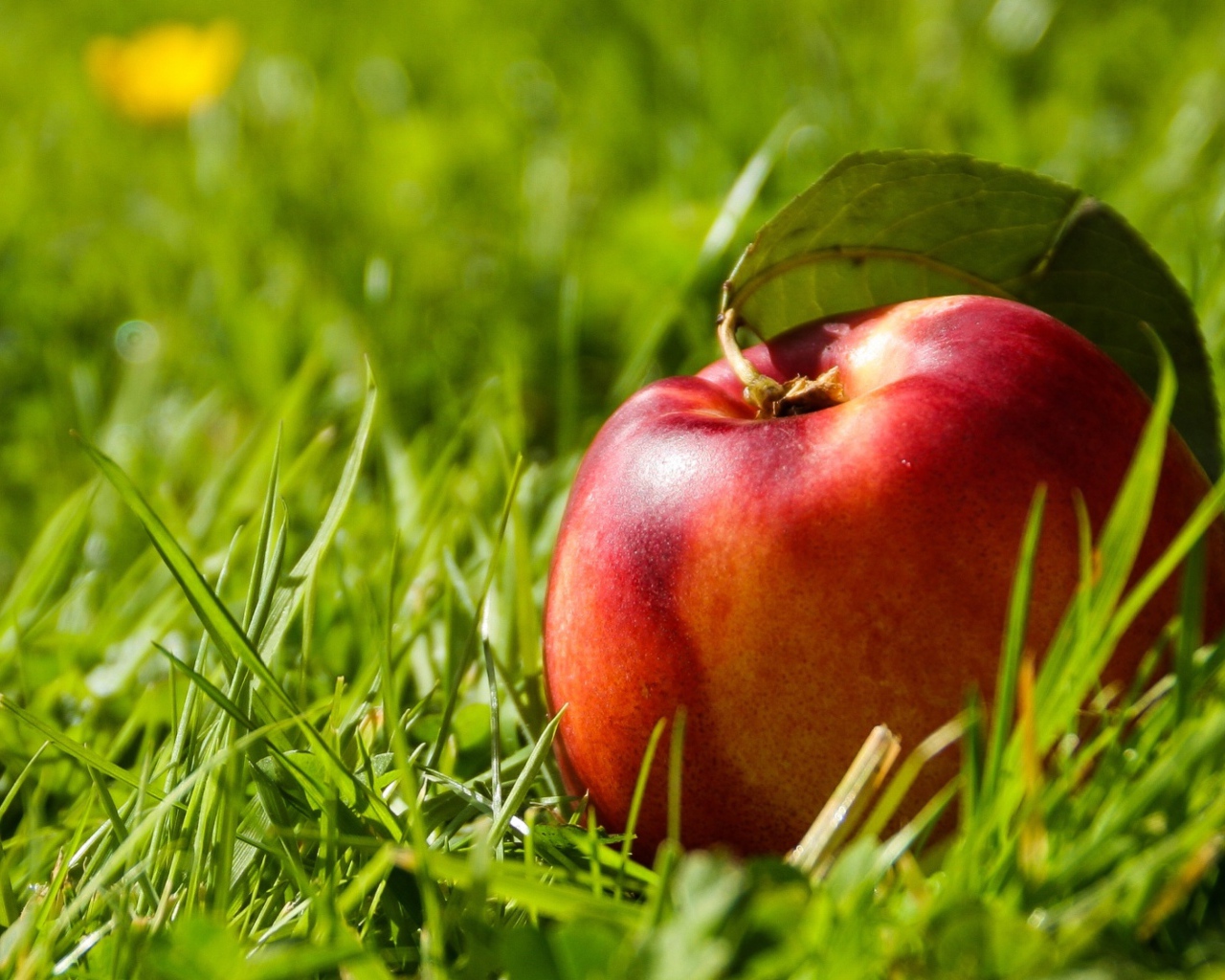 Большой красный нектарин в зеленой траве 