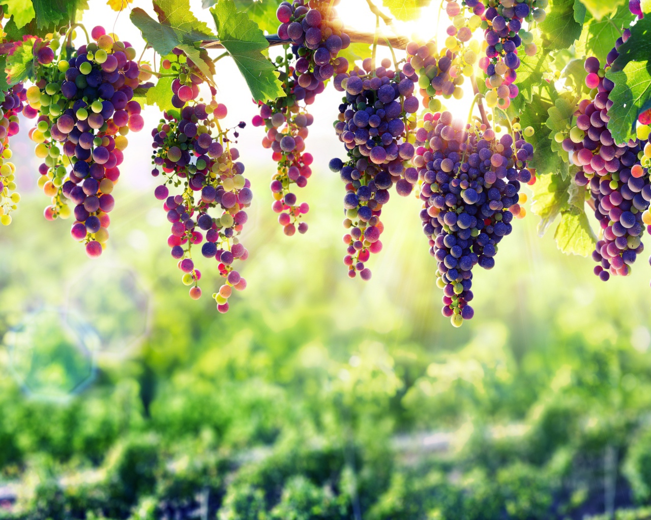 Синий виноград  спеет на солнце