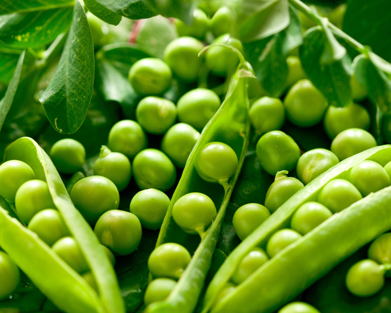 Свежий зеленый горошек крупным планом