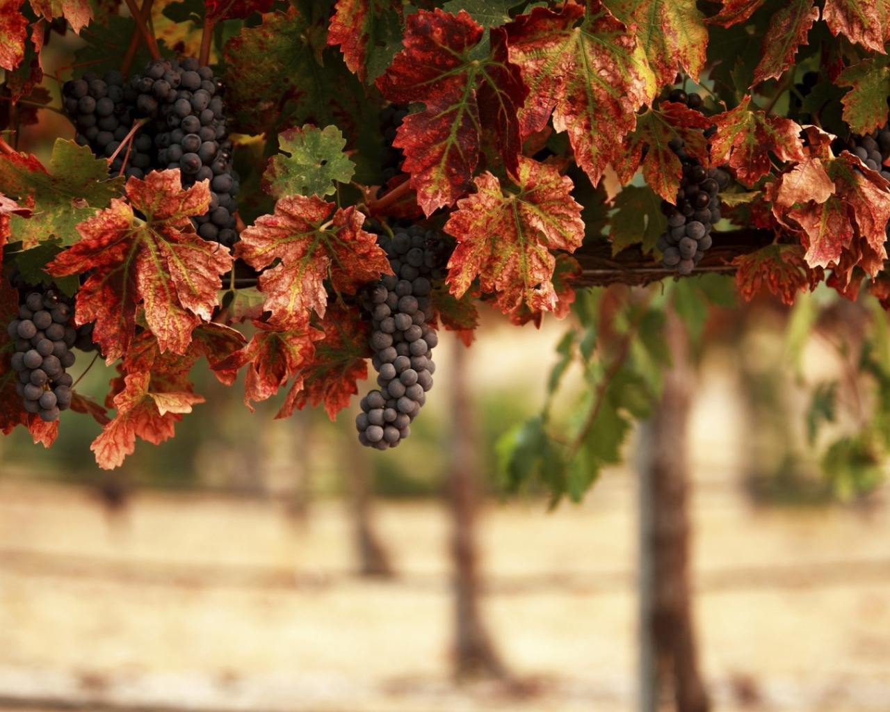 Гроздья синего винограда в желтых листьях 