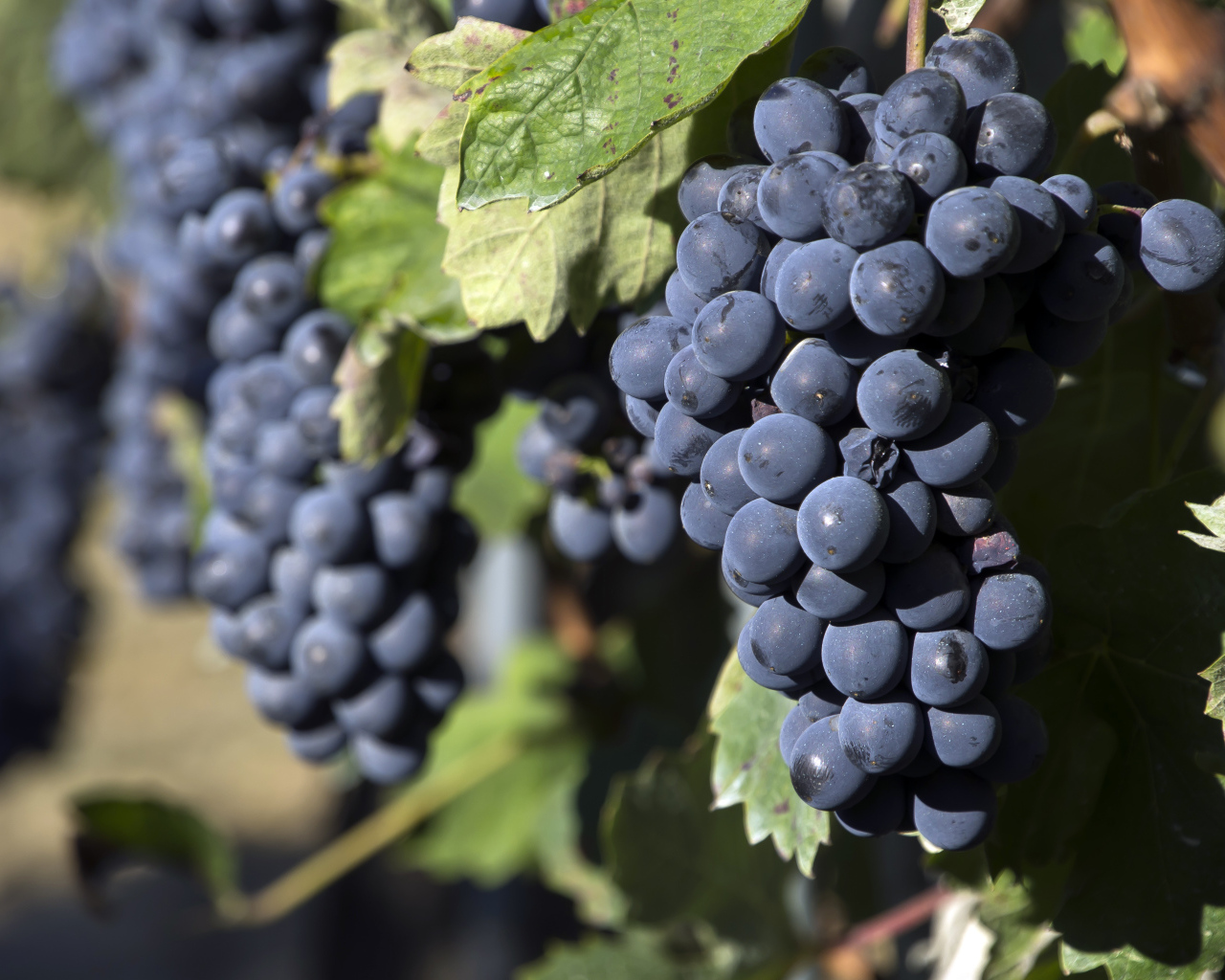 Гроздья спелого синего винограда 