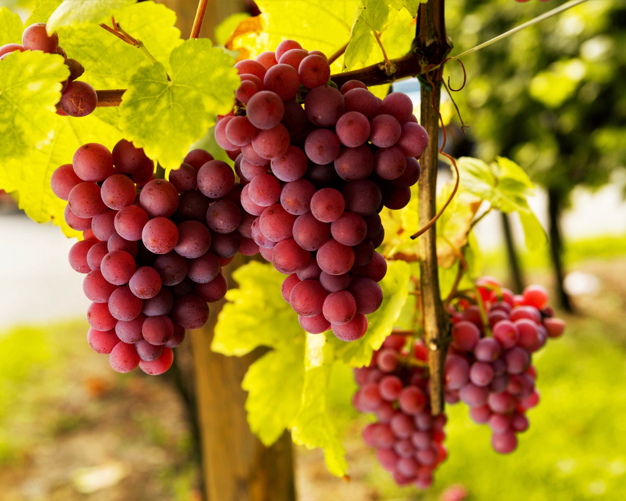 Большие гроздья розового винограда в зеленой листве