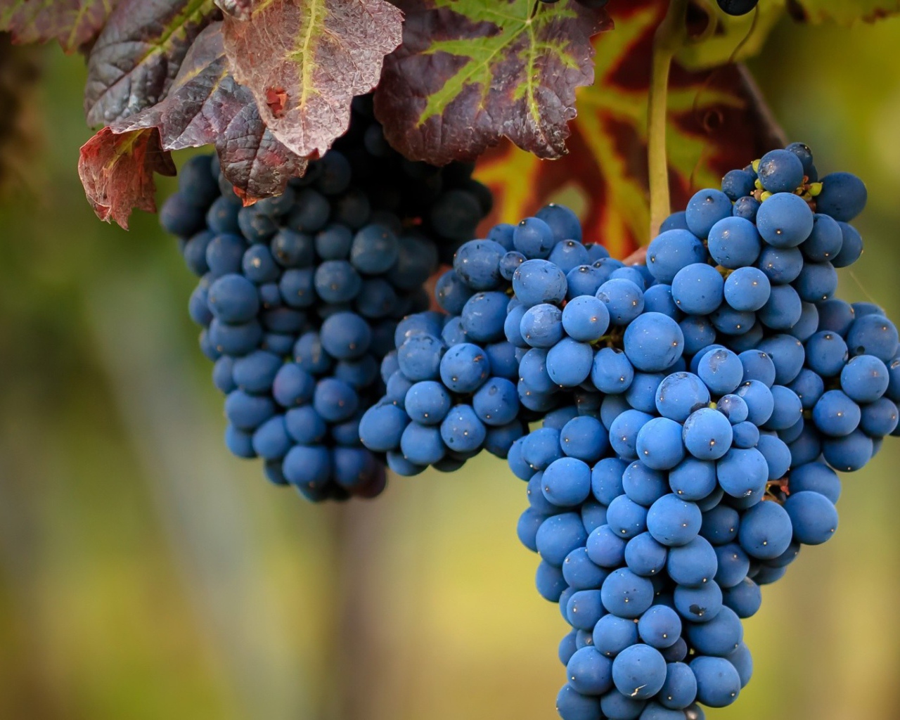 Большие гроздья спелого синего винограда 