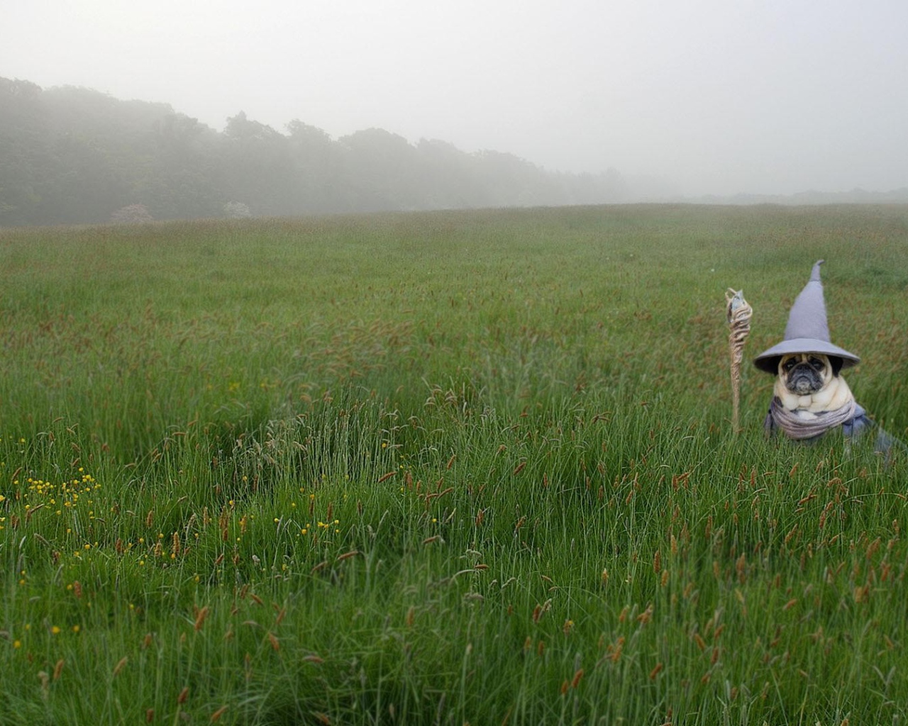 Мопс в костюме Гендальфа в зеленой траве 