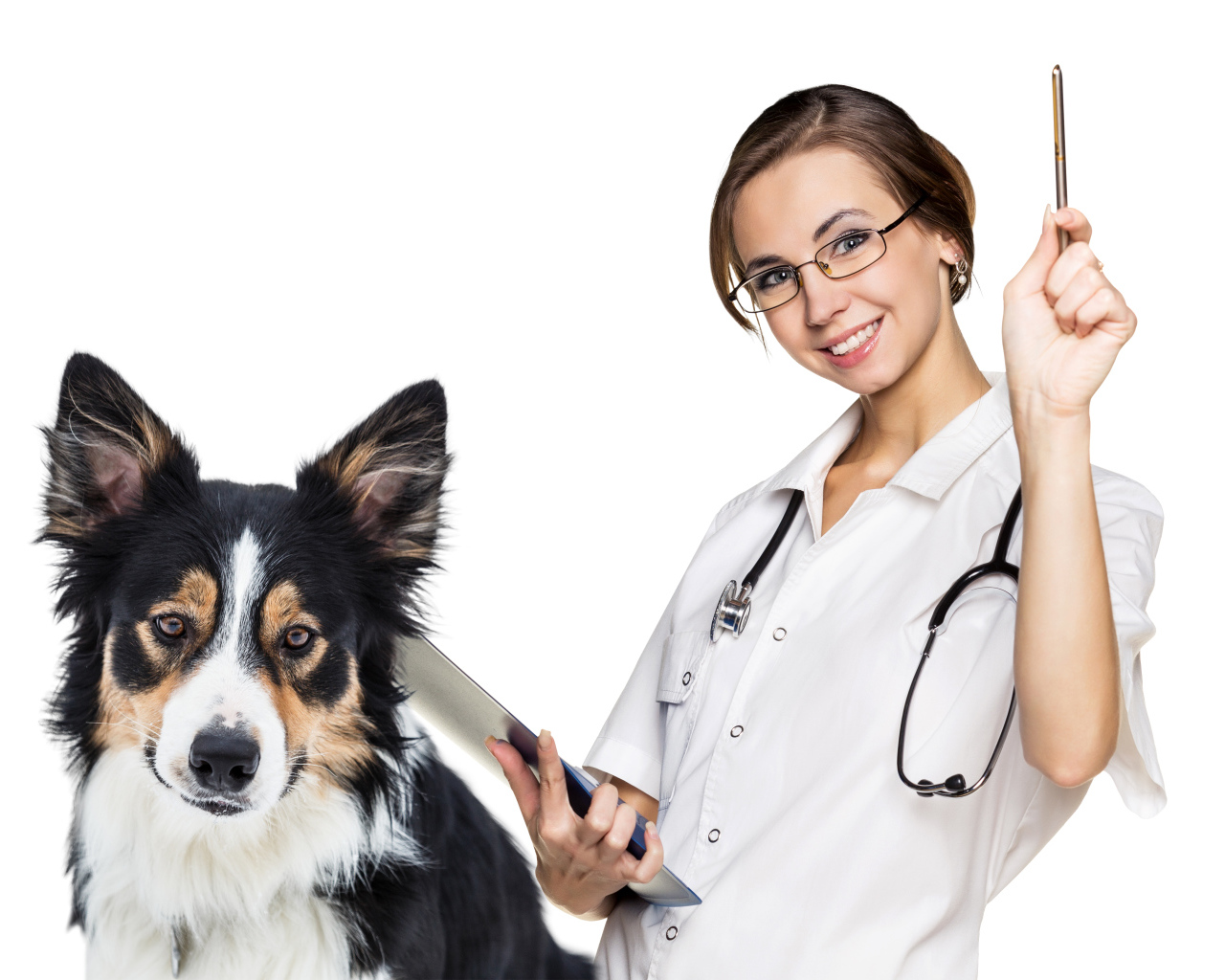 Девушка врач ветеринар с собакой бордер колли на белом фоне