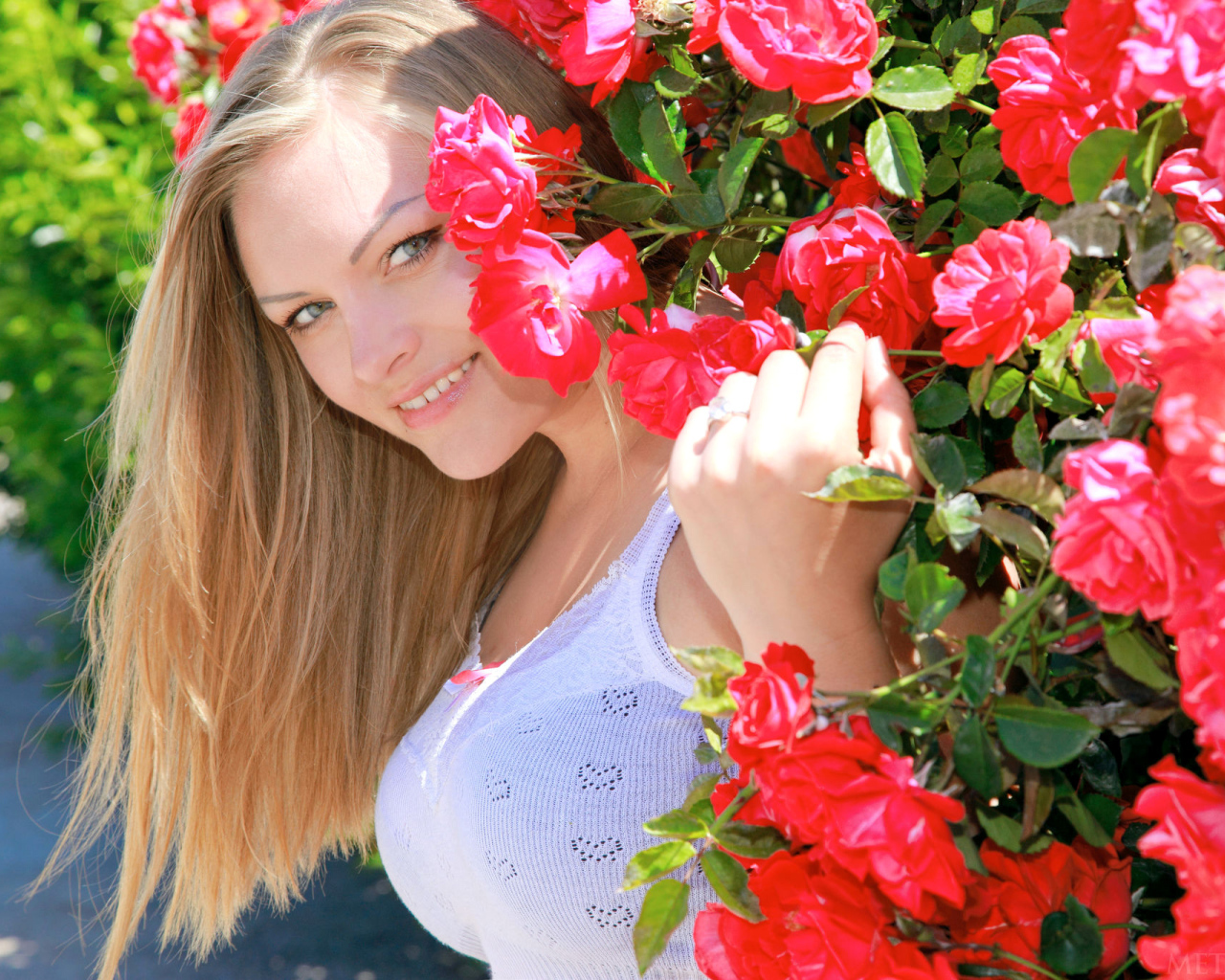 Улыбающаяся девушка блондинка рядом с кустом красных роз