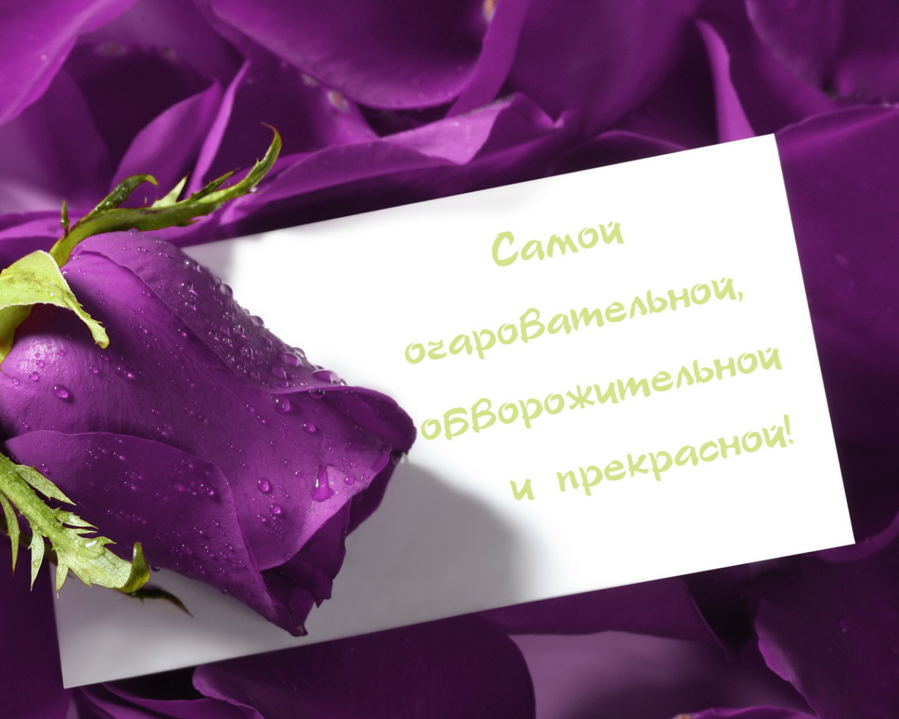 Сиреневая роза любимой девушке на 8 марта