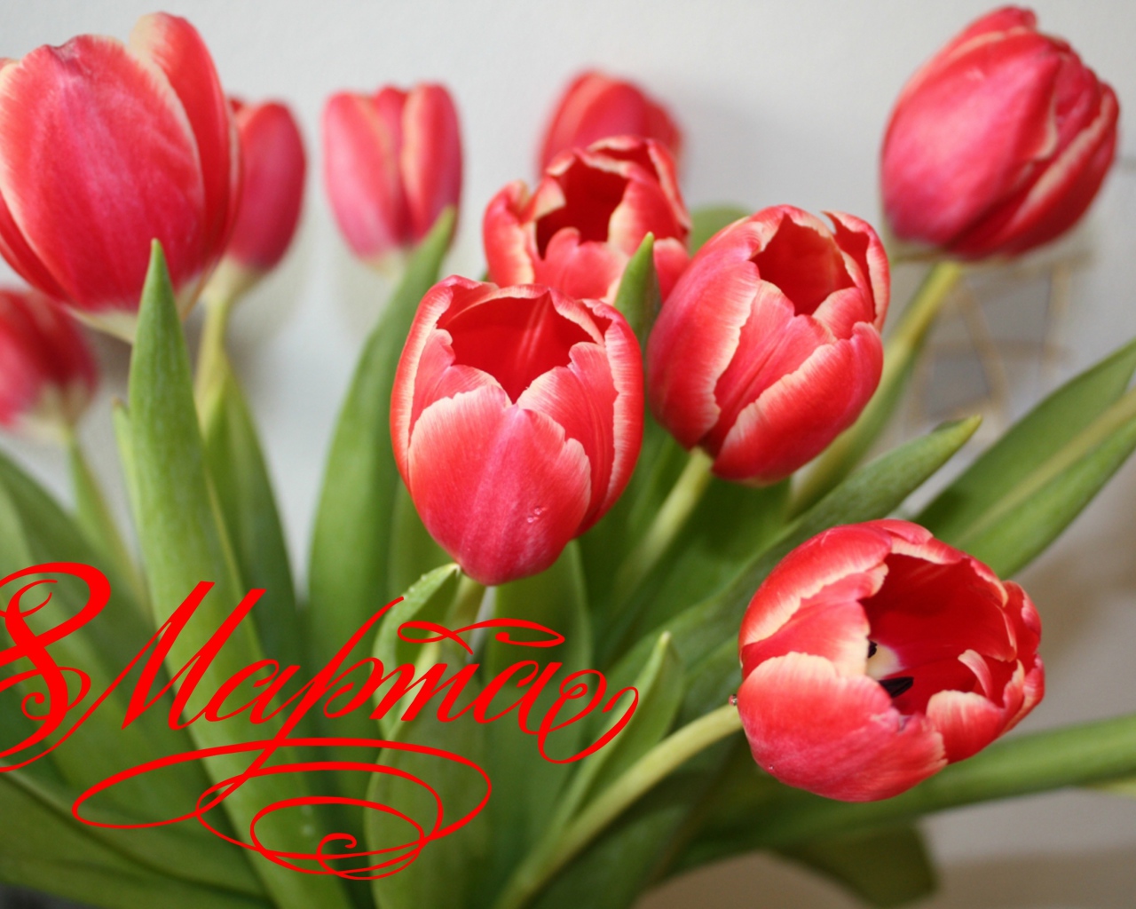 Букет тюльпанов для любимой на 8 марта