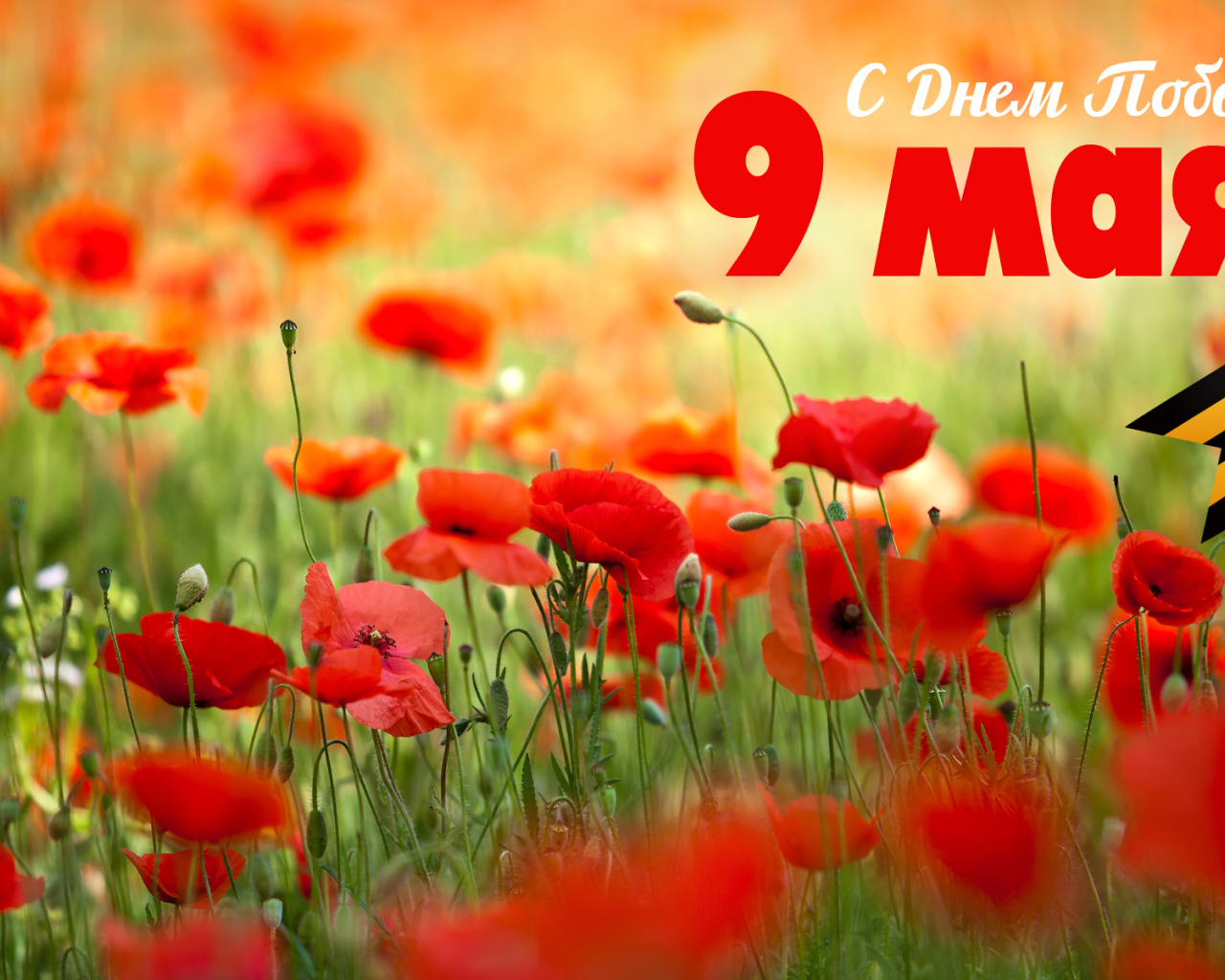 Открытка с полевыми маками на 9 мая  