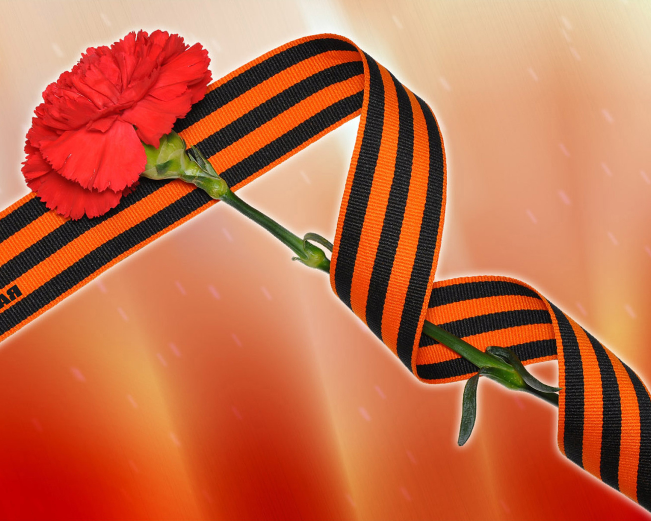 Красная гвоздика и георгиевская лента на 9 мая 