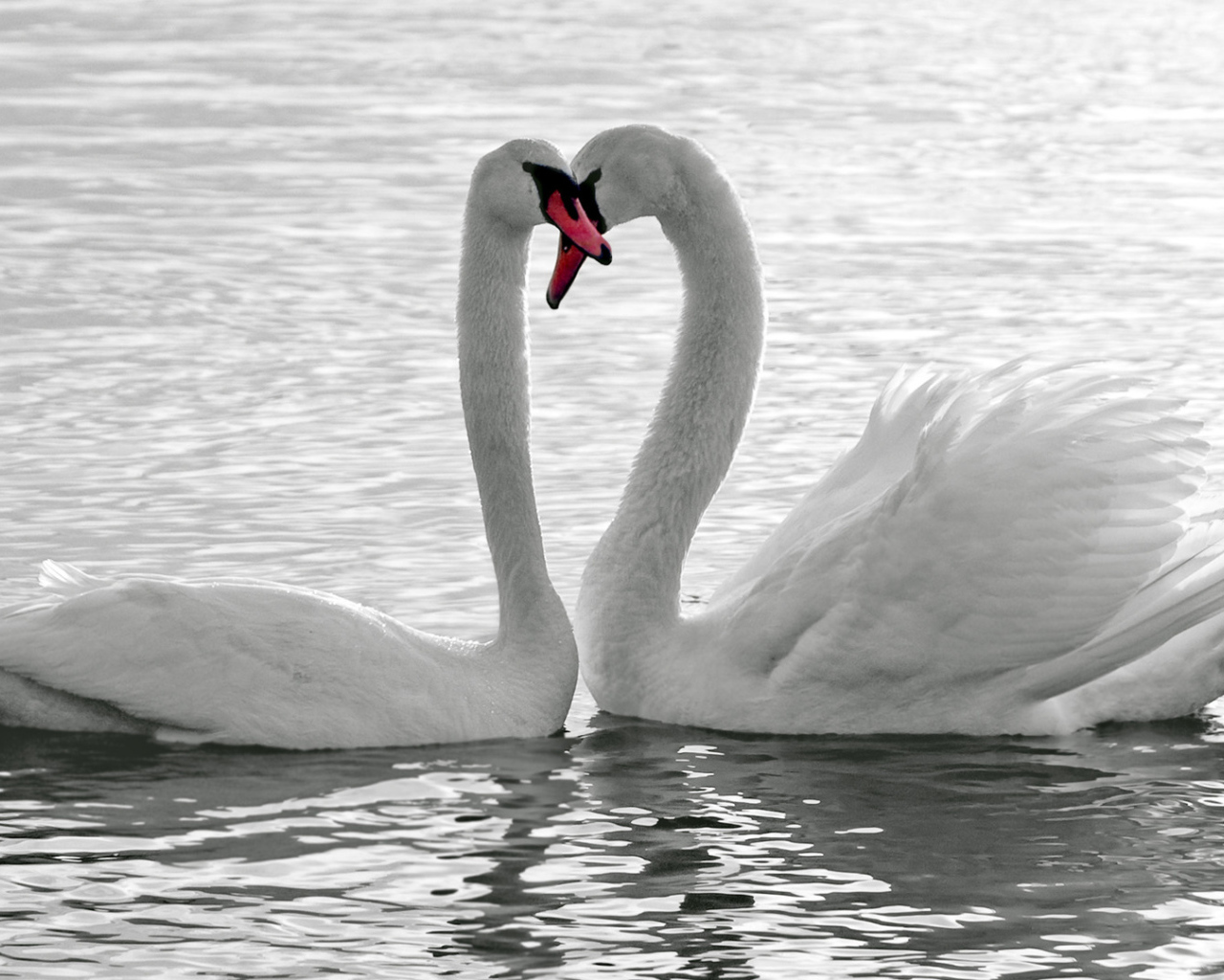 Влюбленная пара белых лебедей 