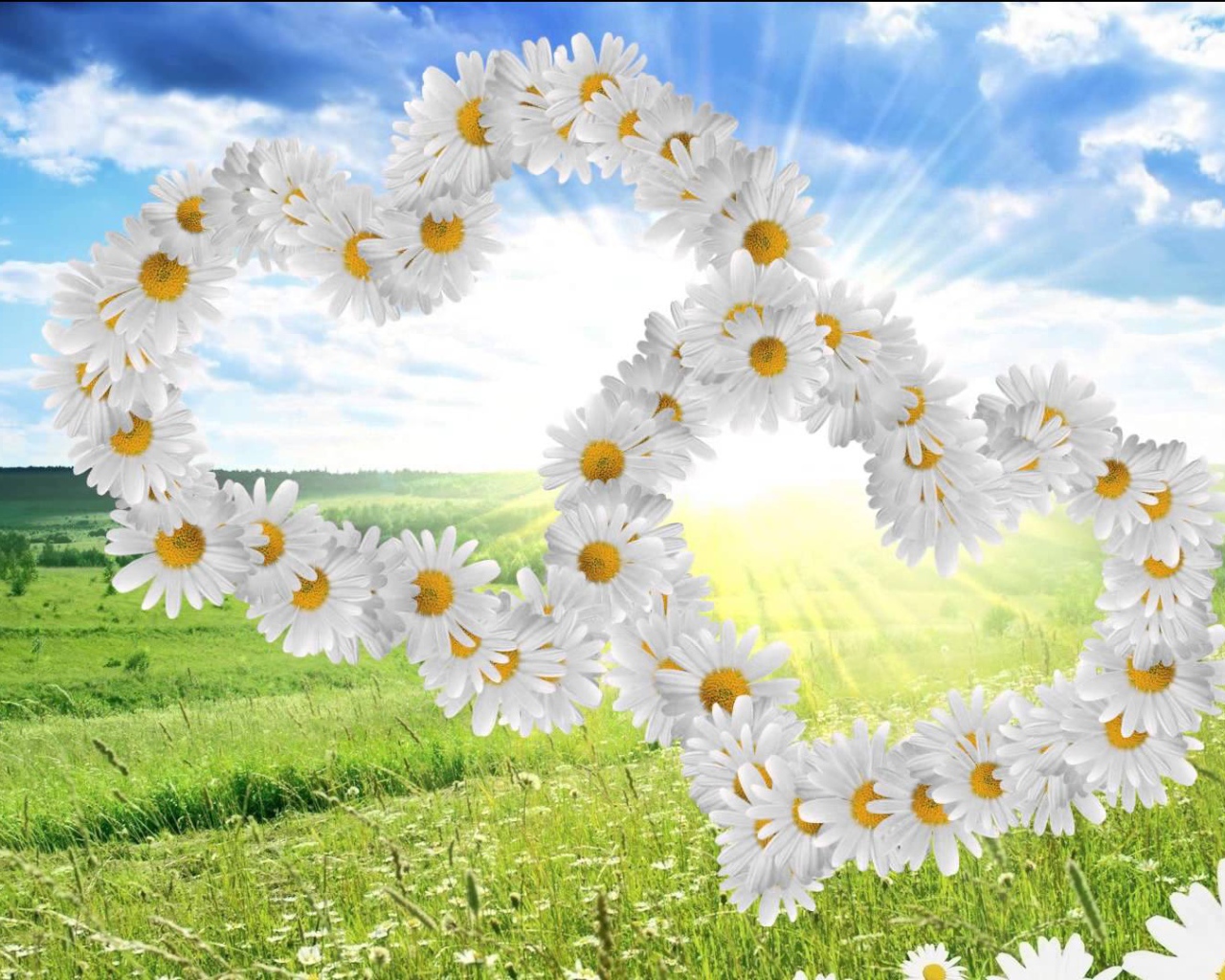 Красивые сердечки из белых ромашек 