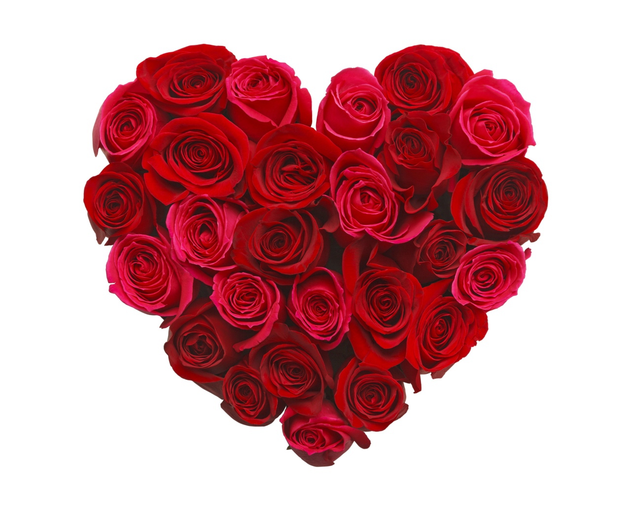 Сердце из красивых красных роз на белом фоне